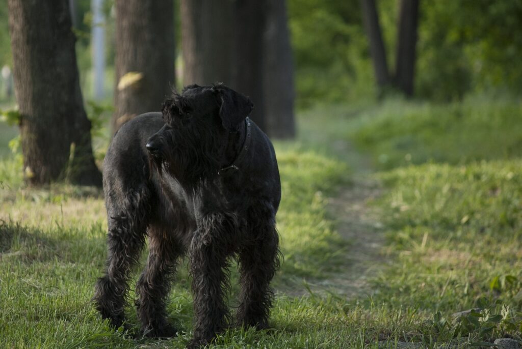 giant schnauzer, animal, dog